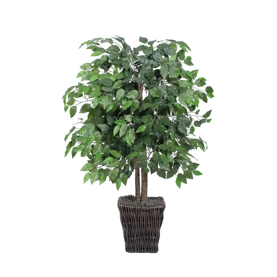 Plants